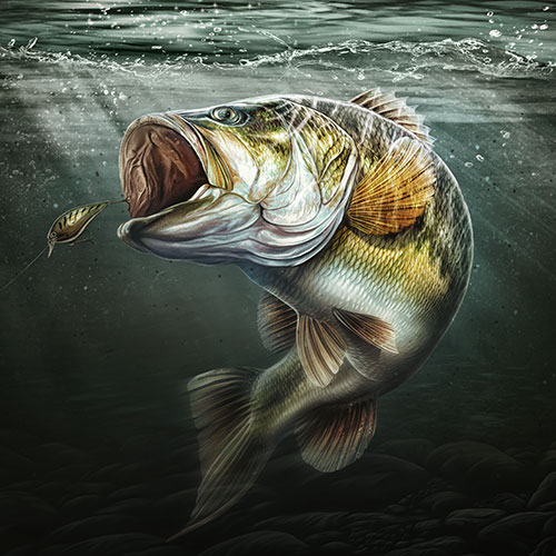 Largemouth Bass illustration, shown attacking a lure.