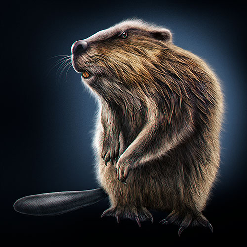Beaver illustration, this concept was used in a t-shirt design.
