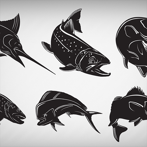 Simple vector fish icons used as design elements in t-shirt designs for Cabela's.