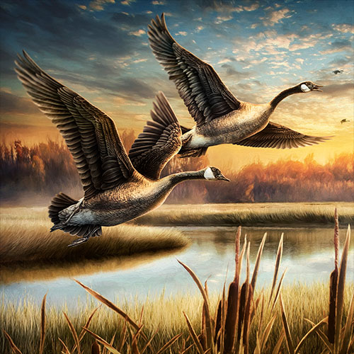 Illustration of a flock of Canadian Geese, flying over an marsh on a sunset evening in autumn.