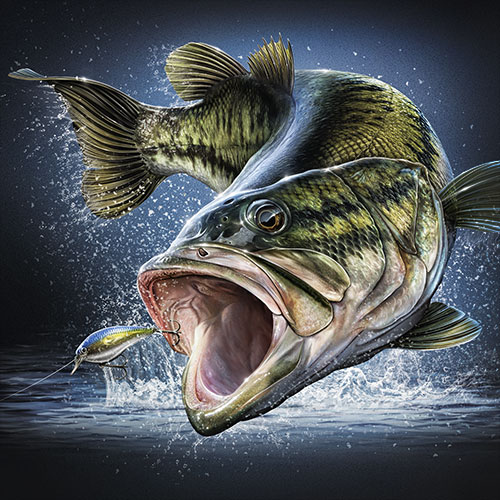 Illustration of a Largemouth Bass leaping after a lure.