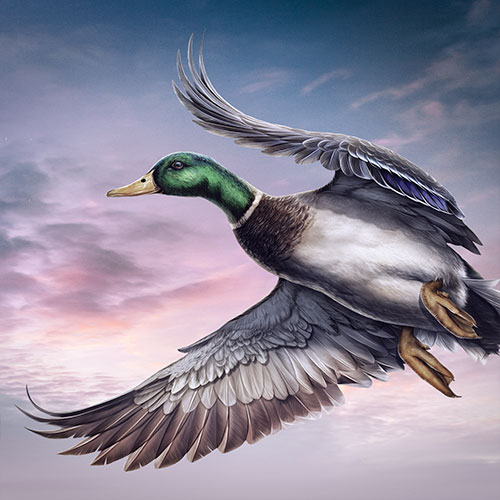 Mallard Duck illustration.