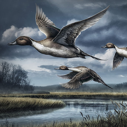 A group of Pintail Ducks flying over a marsh in late autumn.