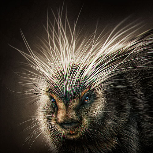 Porcupine illustration, this concept was used in a t-shirt design.