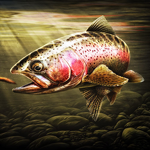 Rainbow Trout illustration, shown attacking a fly lure.
