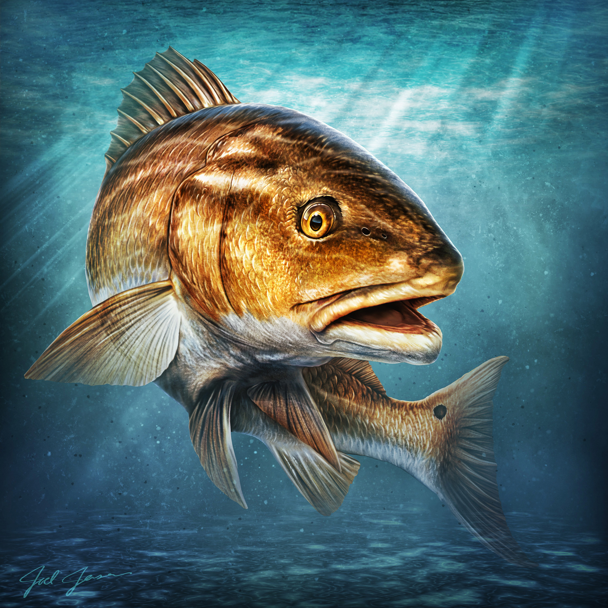 Redfish Illustration Joel Jensen Art Redfish Illustration Joel Jensen Art