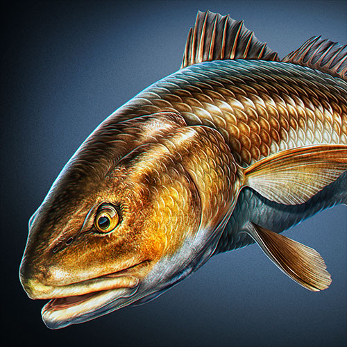 Illustration of a mean looking Redfish, a saltwater fish found in the Atlantic Ocean and the Gulf of Mexico.