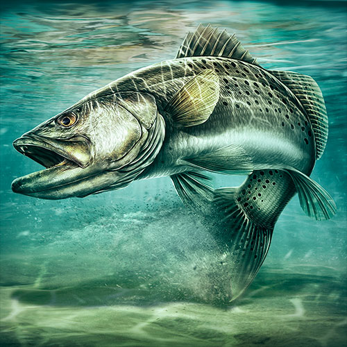 Illustration of a Spotted Sea Bass in shallow coastal waters.