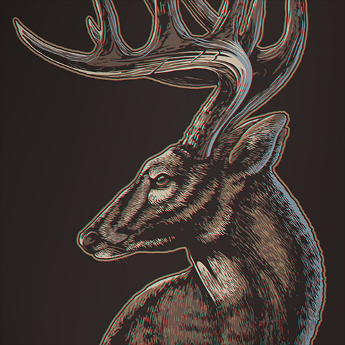 Vector Whitetail illustration using a hatching design style.