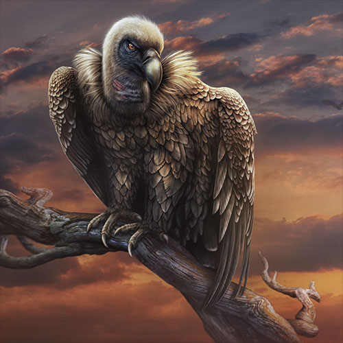 Illustration of a wily Vulture, waiting patiently to clean up a kill.