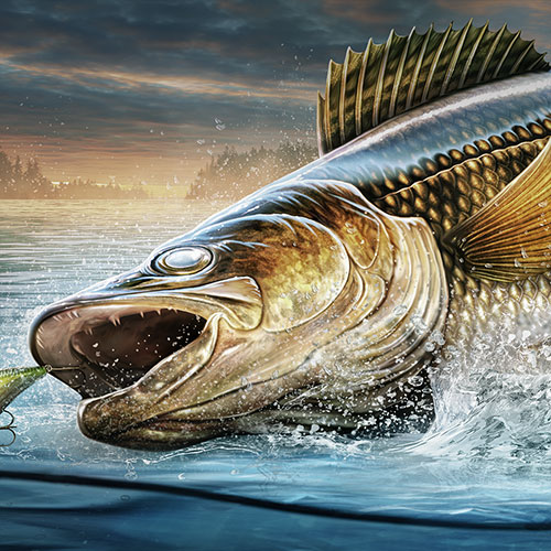 Illustration of a Walleye jumping out of the water to attack a lure.