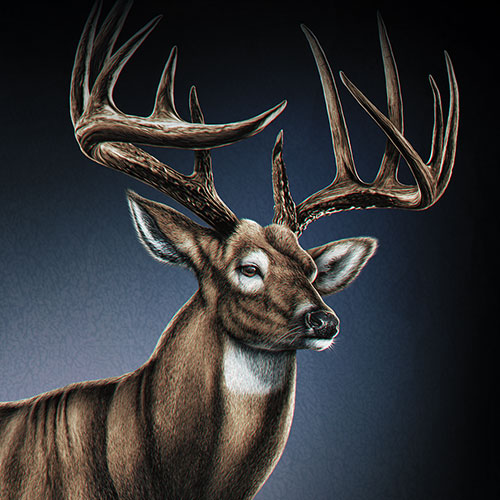 Realistic illustration of a regal looking Whitetail Deer.