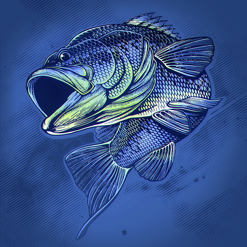 Vector graphic of a largemouth bass.
