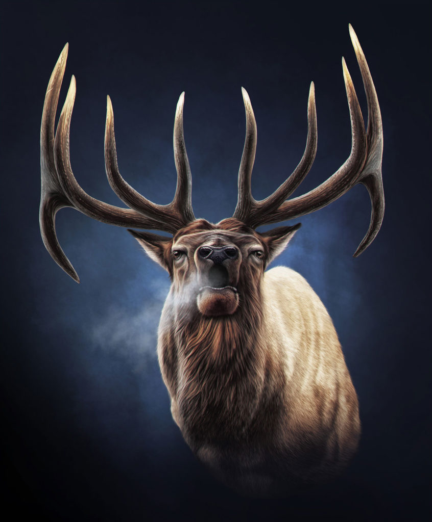 Elk Illustration Joel Jensen Art   Elk Illustration 846x1024 