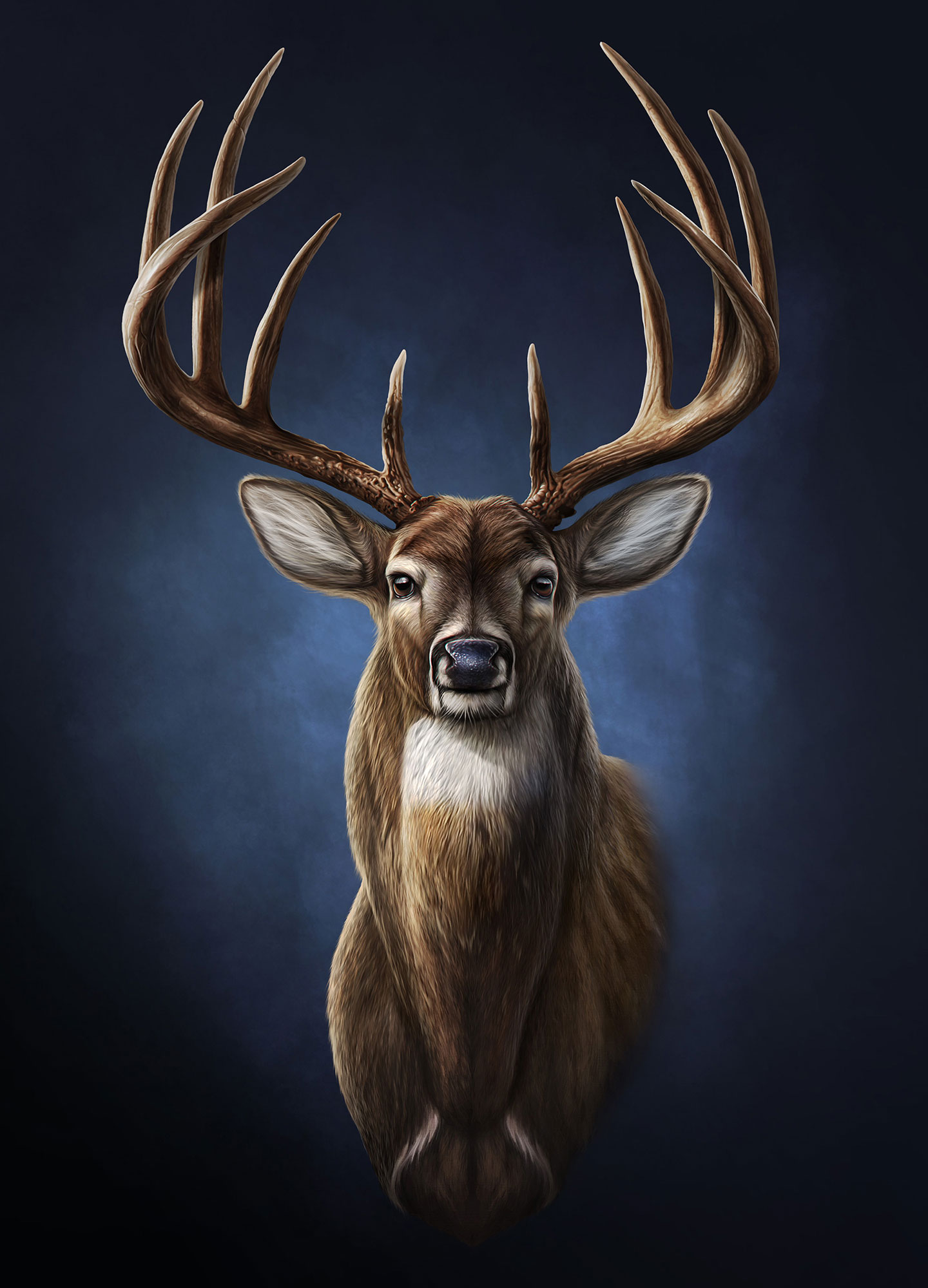 Whitetail Buck Deer Drawing